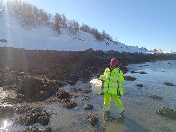Priya collecting kelp in a bucket along a shoreline with snow in the background
